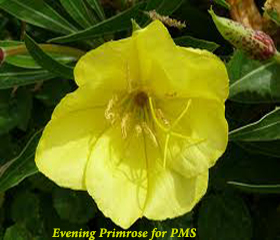 Evening Primrose